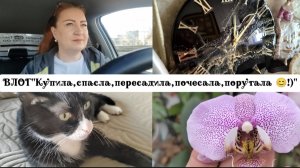 ВЛОГ "Купила,спасла,пересадила,почесала,поругала 😊!)"