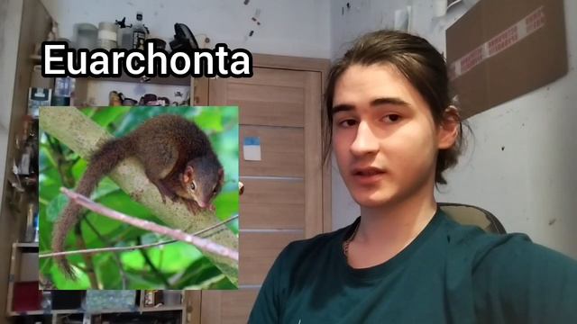 Все Млекопитающие за 6 Минут