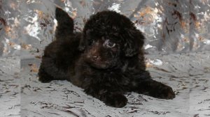 Той-пудель 18-01-2026