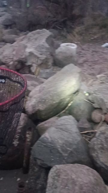 утро, лещик