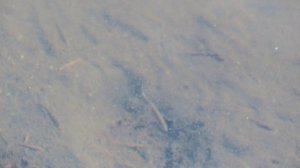 Кадры дня 23 марта 2026 / Ижора. Межстоличье.