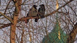 ТАРО ПРОГНОЗ НА АПРЕЛЬ МЕСЯЦ ДЛЯ ПРЕДСТАВИТЕЛЕЙ ЗНАКА ОВЕН. НАДЁЖНОЕ ТАРО