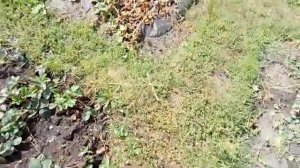 Дача 6 соток. Арбузы и дыни на 29 августа.