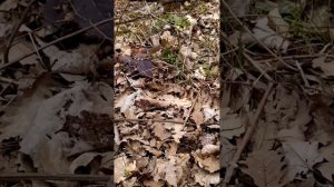 Большое путешествие на Собер-Баш #Чапа #поход#с_вас_лайк_и_подписка #вкус #🥰🤩❤️🫰🥒🌭