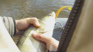 Без приборов на ПВХа супер ловим судака