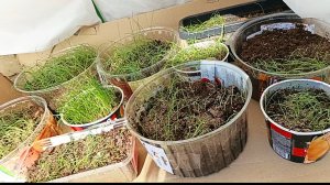 Рассада лука в шоке!😱Переезд на улицу и обморок.🤣