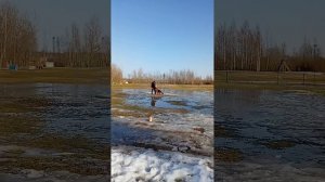 1.  выражено/пож ОБЕРЛАУФ ЗАЛЬЦБУРГ (Wolf del Colle Verde – Оберлауф Бавария)