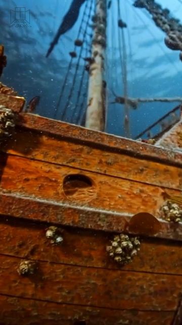 На морском дне