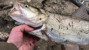 ЖЕРЕХ И ЩУКИ В МИТЯЕВО