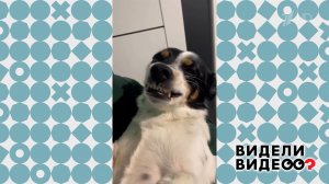 Собака-улыбака. Видели видео? Фрагмент выпуска от 29.03.2026