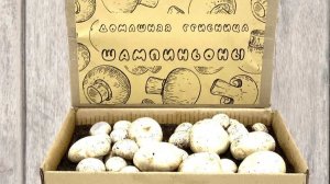 Пришло время запускать грибницу.