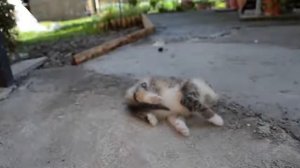 How to deactivate a Cat 2026