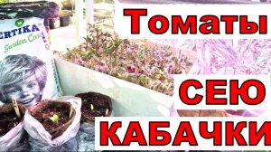 Главное НЕ загубить. Томаты пора пикировать. Посеяла 50 сортов. Грунт для рассады.