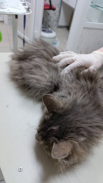 Волгоград. Ей больно даже просто дышать... 💔
Эту малышку зовут Шила, и она в тяжелейшем состоянии.