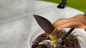 Орхидеи без тургора через две недели. Стимулирую на дальнейший рост и развитие