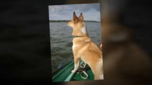 Сергей Вишняков - Мила