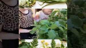 Проект естественно-научной направленности «Выращивание лекарственных растений в гидропонике».