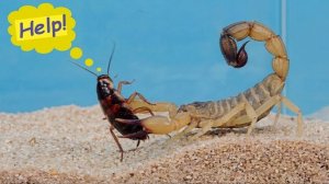 Мой новый питомец — самый смертоносный скорпион в мире! Androctonus australis