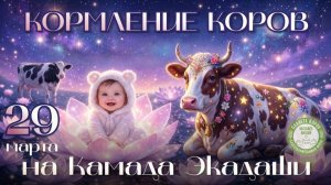 Кормление коров в день Камада Экадаши, 29.03.2026г. Планета коров
