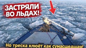 ЗАСТРЯЛИ ВО ЛЬДАХ... НО ТРЕСКА КЛЮЕТ КАК СУМАСШЕДШАЯ