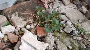 Василий по кайфу гуляет! На улице ещё скатился с доска и прыгнул в травку