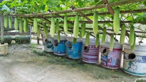 Секрет выращивания огурцов передался нам от предков