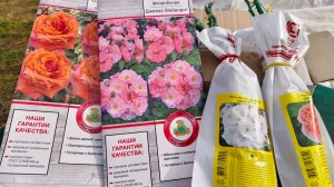 Розы. ПОСЫЛКА с шикарными розами. Мои давние хотелки #розы #посылка #заказ #сорта #распаковка #весна