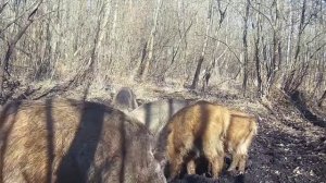 Кабанчики фото ловушка