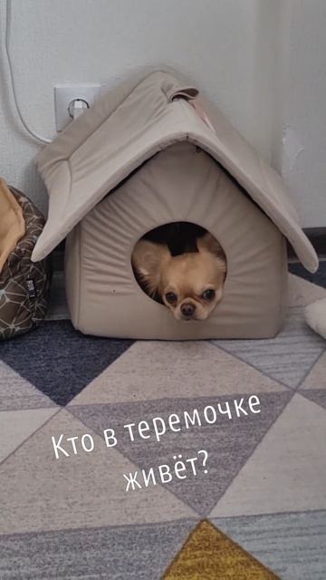 🛖#теремок #дом #милыйдом #чихуахуа