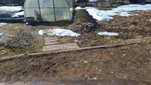 рассада..пикировка..