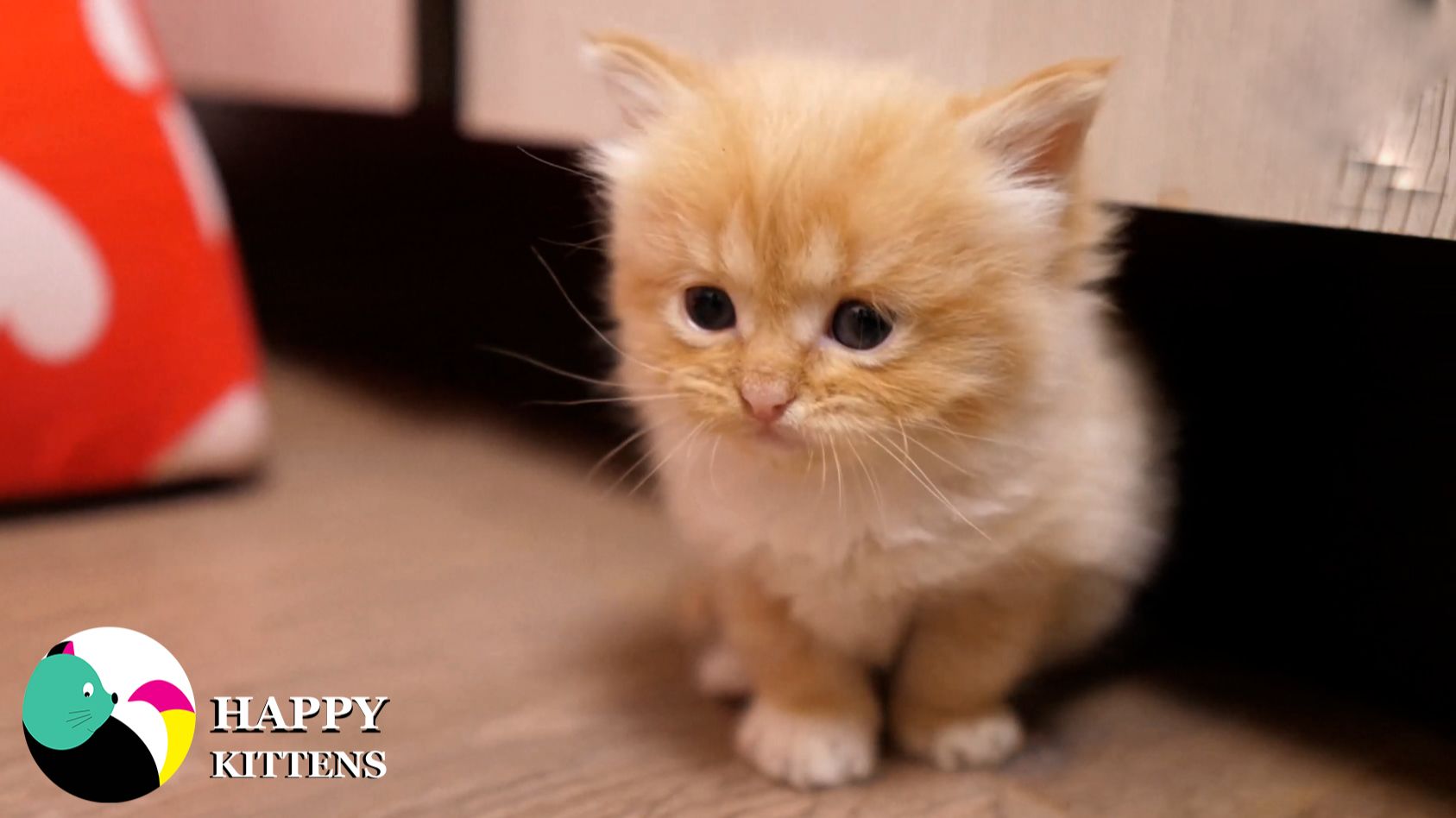 Мама-кошка целует и умывает своих котят.