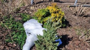 Последствия снежной зимы ((