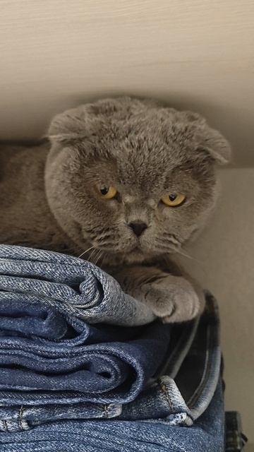 Шотландская вислоухая кошка Риана 29.03.2026.