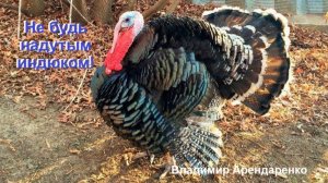 Не будь надутым индюком. Владимир Арендаренко. 29.03.2026г.