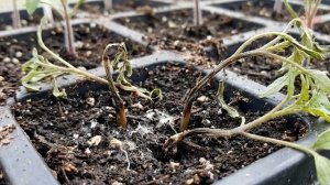 Как предотвратить черную ножку на рассаде? Что делать если черная ножка началась?