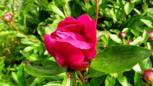 Немного о пионах...