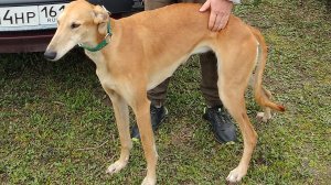 Выселковская районная выставка охотничьих собак 28.03.26г