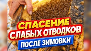 Спасаем слабые отводки пчёл после зимовки!