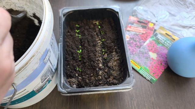 Рассада цветов. Обриета! Срочно подсыпаю, чтобы не валилась.🌼 У меня получилось 🤗но радоваться ран