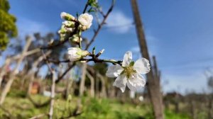 Весна пришла незаметно! Обзор моего участка в Португалии _ (Дом в Португалии). Выпуск 57