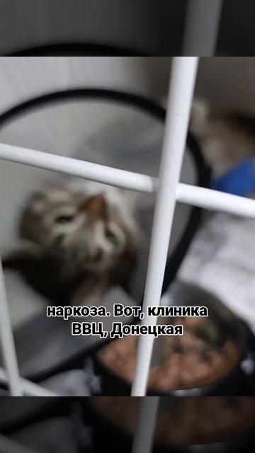 Волгоград. Новости по Васеньке: операция позади! 🙏
Хирургу пришлось буквально «собирать» лапку