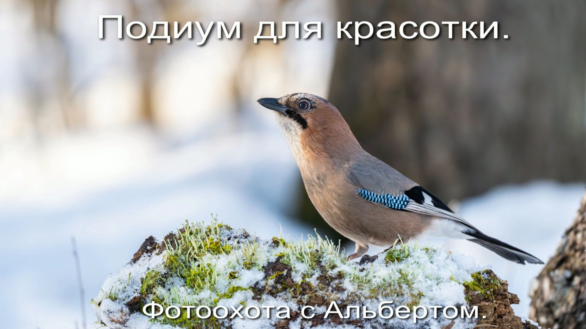 Фотоохота с Альбертом. Подиум для красотки.