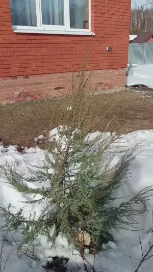 Начало.Садовые дела. Поломанные кустарники🥺