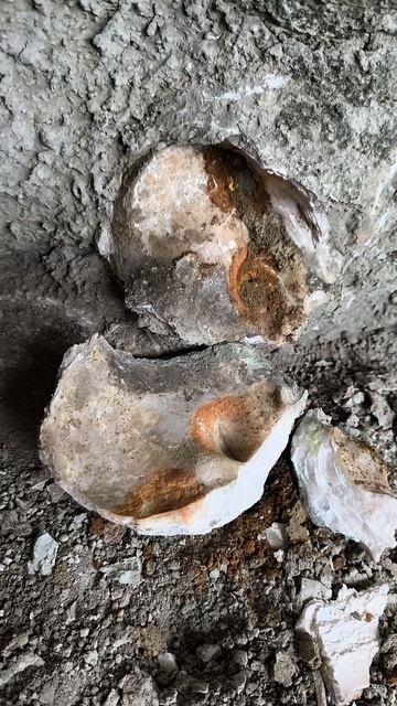 Pycnodonte Phygraea Gigantica ожелезненная