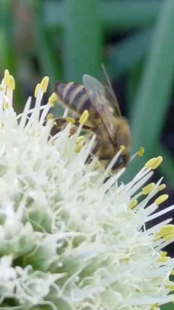 Пчёлка собирает нектар