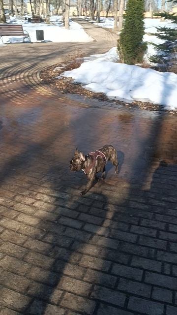 Помогайте весне, ломайте лёд на лужах!