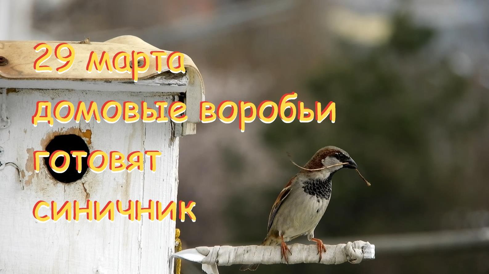 воробьи готовят синичник