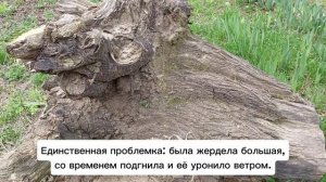 Нужен совет! Как избавиться от большого и тяжёлого корня