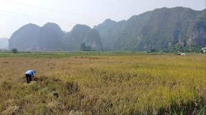 Уборка риса ,Там Кок!