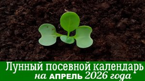 Лунный КАЛЕНДАРЬ садовода-огородника НА АПРЕЛЬ 2026 года. Что и когда посеять в апреле